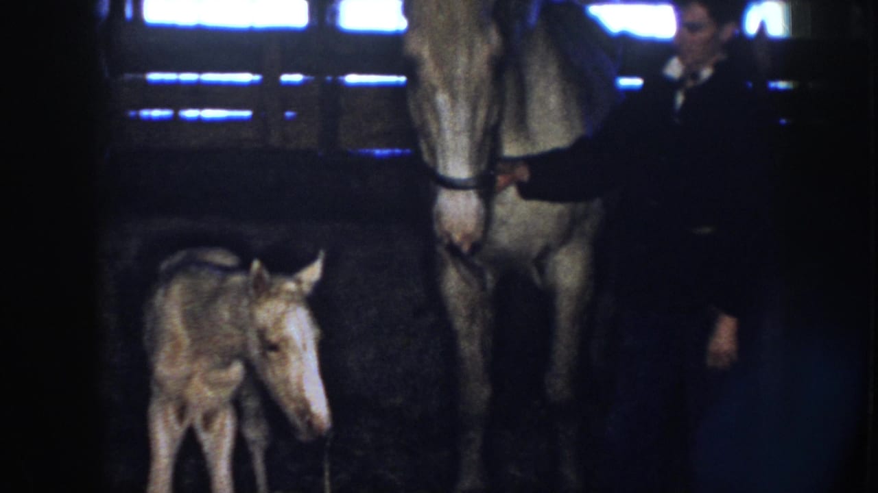 In 1958 Nebraska footage, a small foal stands near a light-colored adult horse while a keeper is partly visible in a dim stable.
