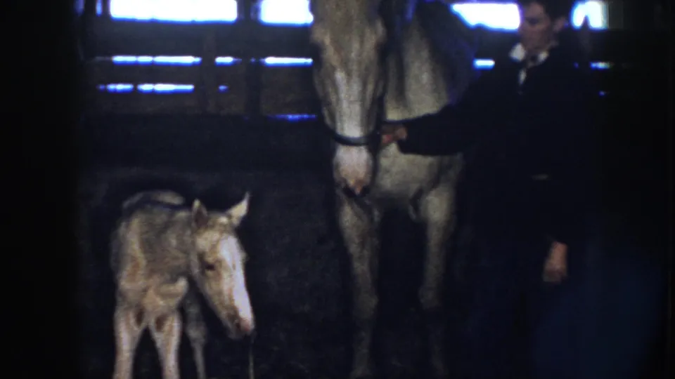 In 1958 Nebraska footage, a small foal stands near a light-colored adult horse while a keeper is partly visible in a dim stable.