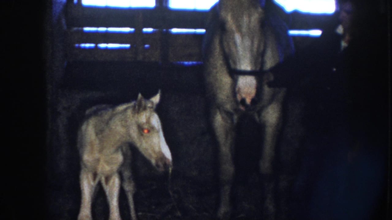 Foal faces the adult horse in a low-lit stable with a keeper partly visible.
