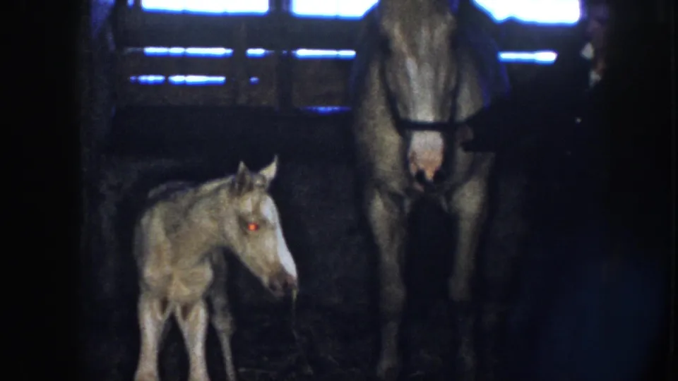The foal turns toward the adult horse in a dim Nebraska stable, with a dark-clothed keeper partly visible at the right edge.