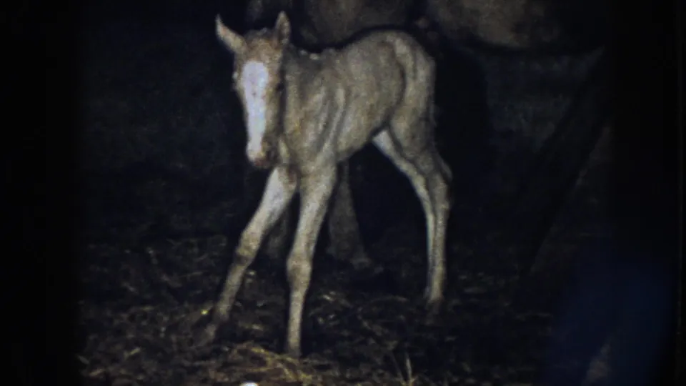 A young foal steps across the straw-covered stable floor in 1958 Nebraska footage, with the adult horse behind it in shadow.