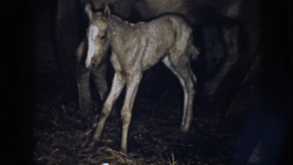 The foal stands in profile near the adult horse inside the dim Nebraska stable, with straw and wooden posts visible around it.