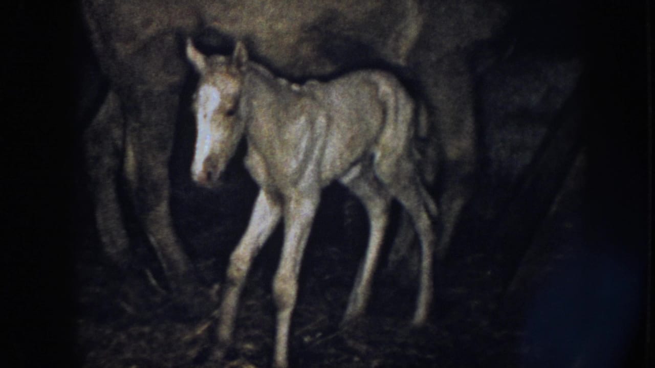 1958 Nebraska 8mm frame showing a pale newborn foal standing close to its mother in a dim stable.