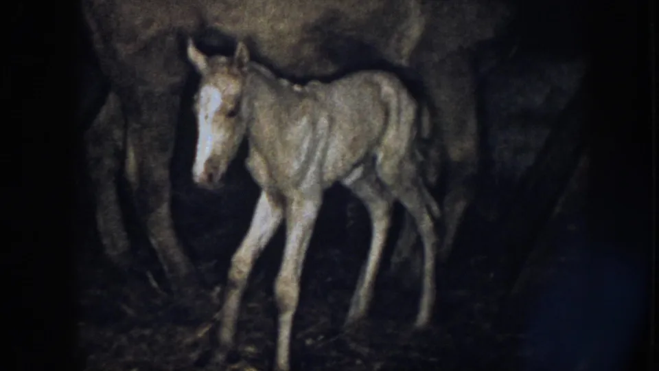 1958 Nebraska 8mm frame showing a pale newborn foal standing close to its mother in a dim stable.