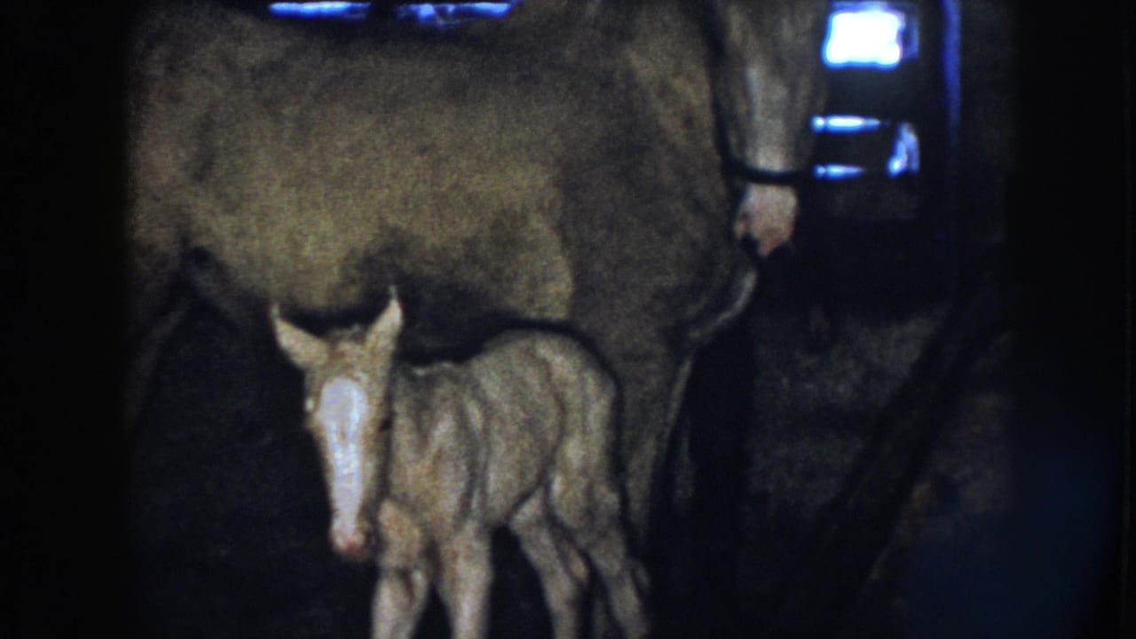 1958 Nebraska 8mm frame with the newborn foal facing camera while standing under or beside its mother in the stable.