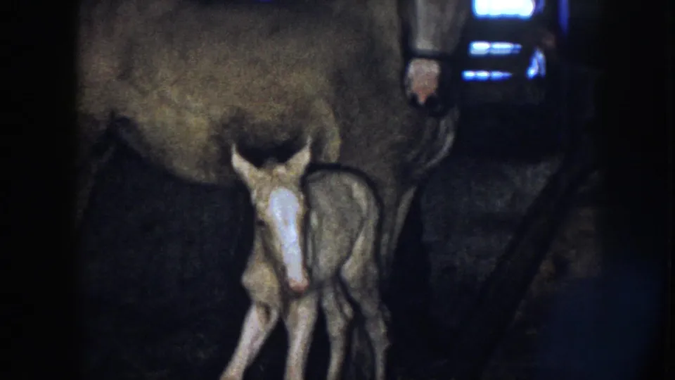 1958 Nebraska 8mm frame showing the newborn foal near the mother horse, with a faint blue-lit opening behind them.
