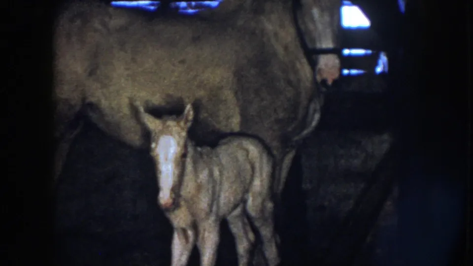 1958 Nebraska 8mm frame of the newborn foal standing beneath the mother horse, with dark stable surroundings and blue light beyond.