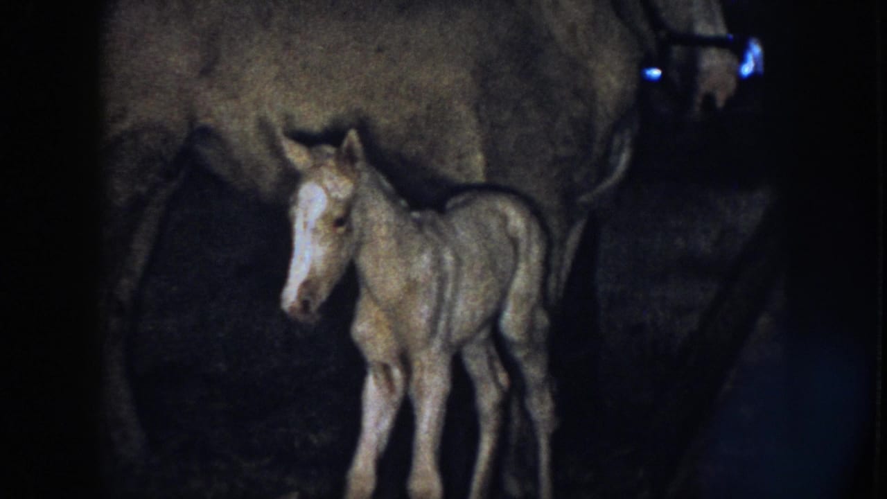 1958 Nebraska 8mm frame showing a very young light-colored foal with a white blaze standing close to a large mare in a dim stable.