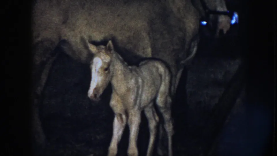 1958 Nebraska 8mm frame showing a very young light-colored foal with a white blaze standing close to a large mare in a dim stable.