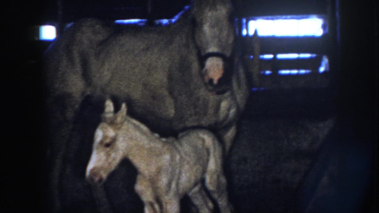 Foal stands under the mare near a wooden stall in dim light.