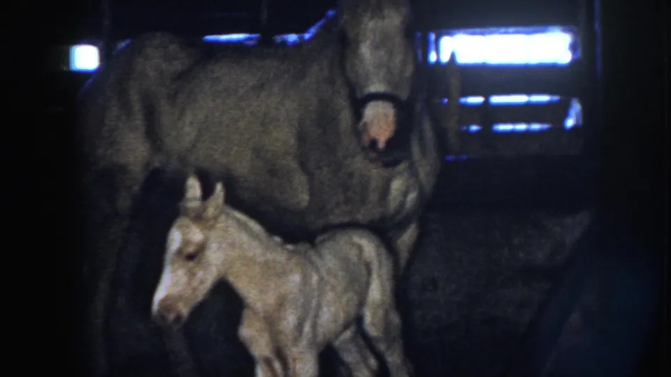 1958 Nebraska 8mm frame with the foal positioned under the mare's body, near dark stable boards and blue-white background light.