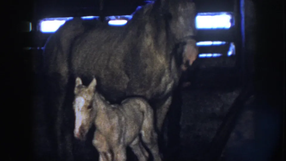 1958 Nebraska 8mm frame showing the mare's body filling the upper frame while the small foal stands below in a shadowed stable.