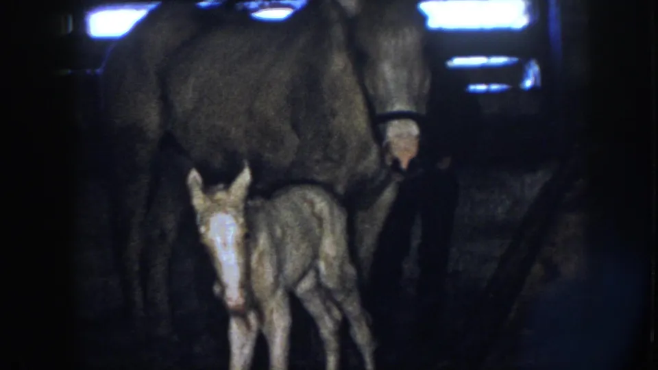 1958 Nebraska 8mm frame showing the foal facing forward with a pale blaze as the mare stands behind in the dim stable.