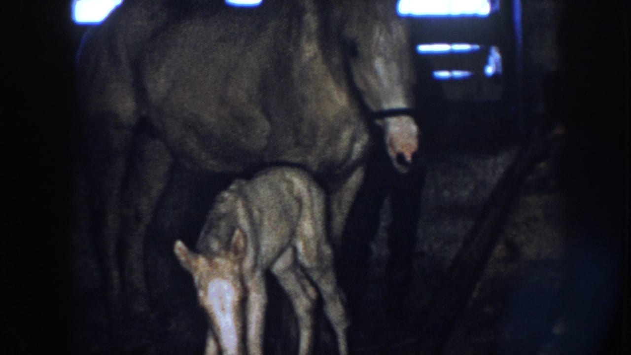 1958 Nebraska 8mm frame showing a haltered mare standing close to a newborn foal in a dim stable.