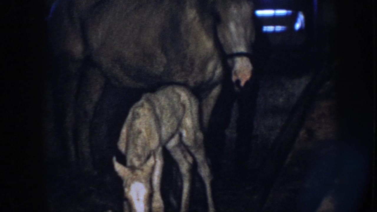 Foal stands beside its mother horse in a dim barn stall.