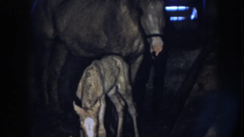 Nebraska 1958 home-movie frame of a foal standing unsteadily beside a haltered mare in low barn light.