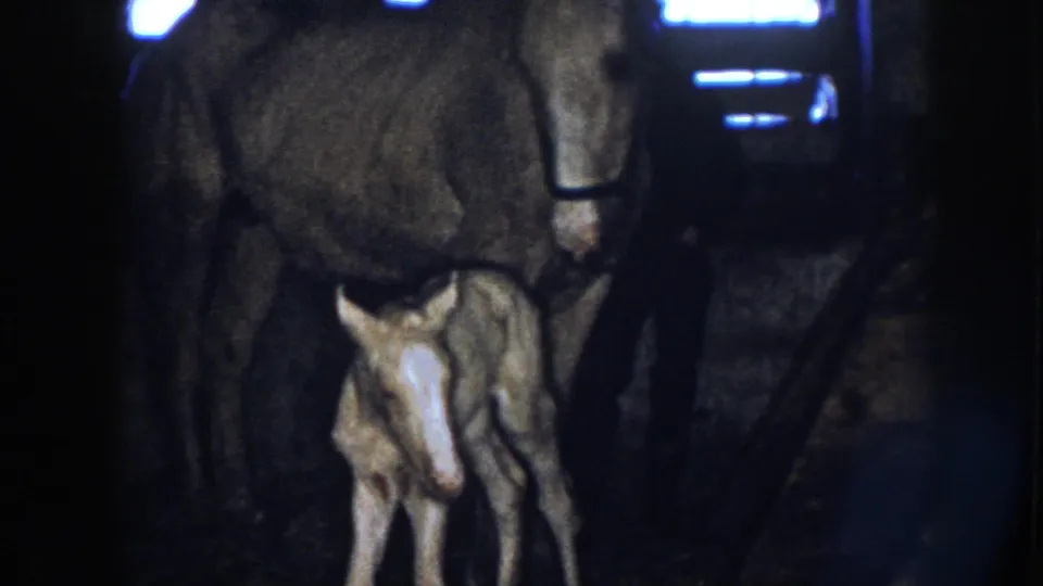 1958 Nebraska 8mm still with a pale-faced foal facing the camera and its mother standing behind in a dark stable.