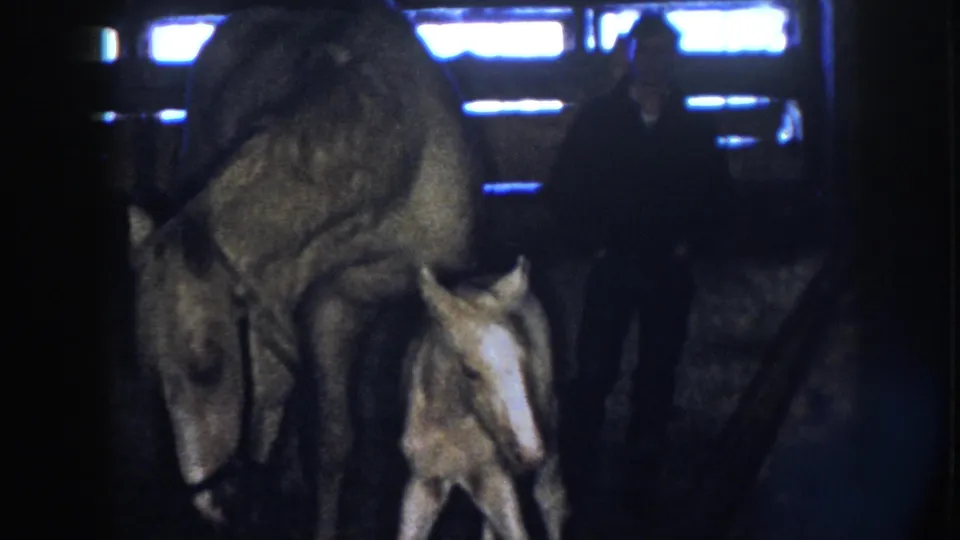 Nebraska 1958 home-movie frame showing a man in the background while a mare bends near her foal in the stable.