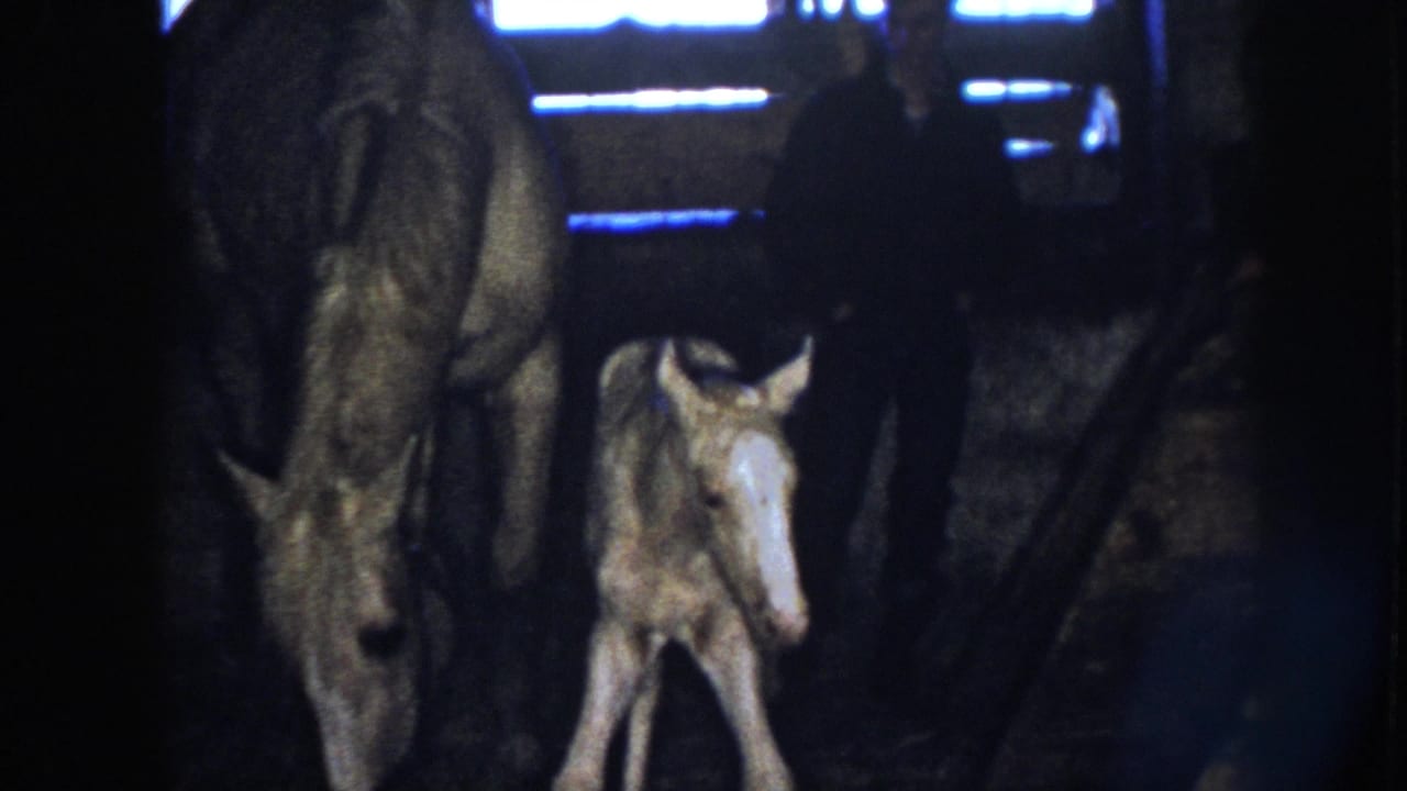 In 1958 Nebraska home-movie footage, a pale newborn foal stands close to its mother in a dim barn while a shadowed figure appears behind them.