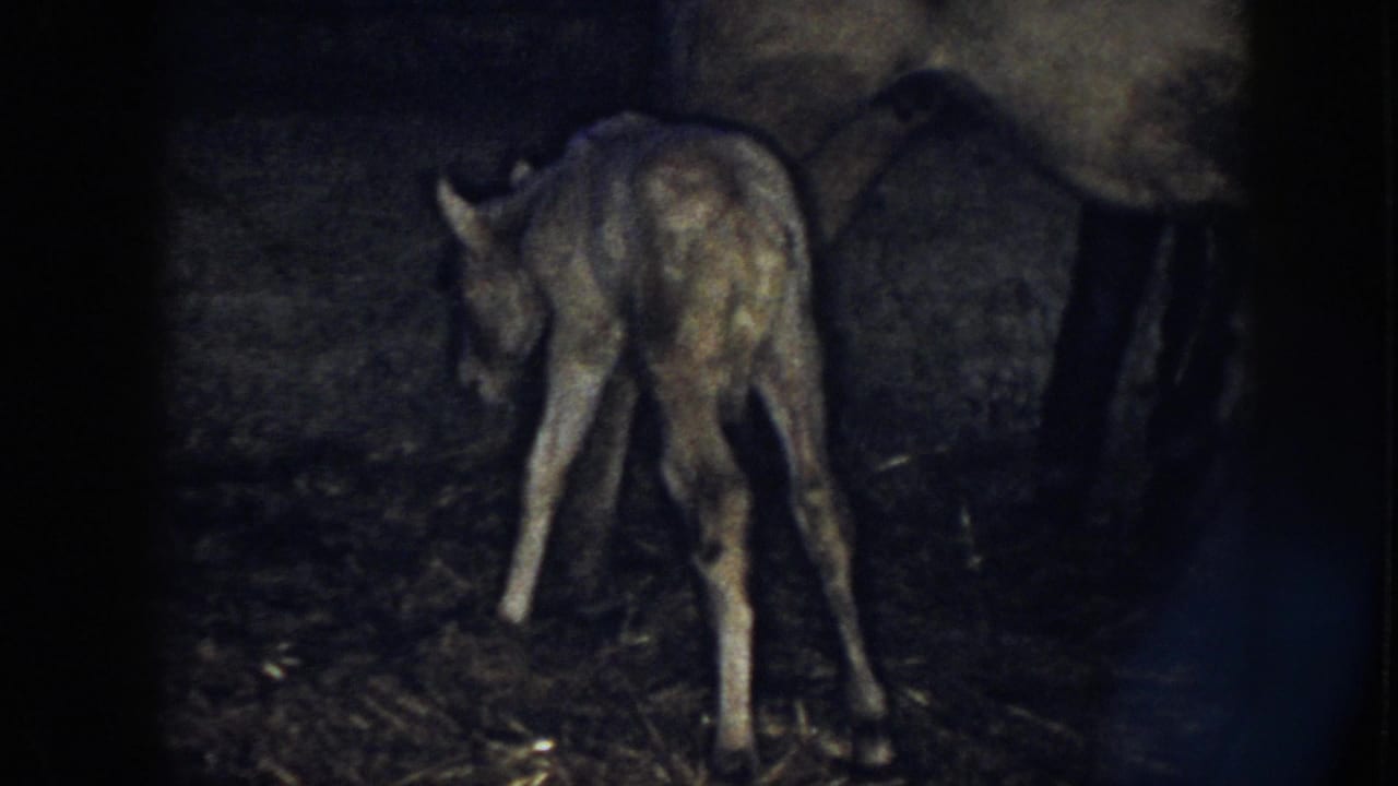 Pale foal bends its legs beside the mother horse on a dark barn floor.