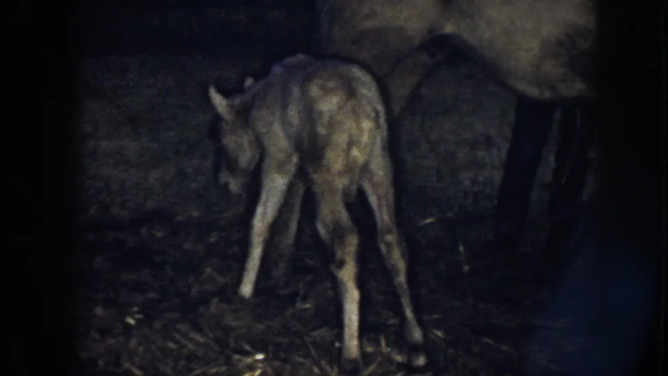 The pale newborn foal appears wobbly beside its mother in the low-lit Nebraska barn, with the camera catching its thin legs and lowered head.