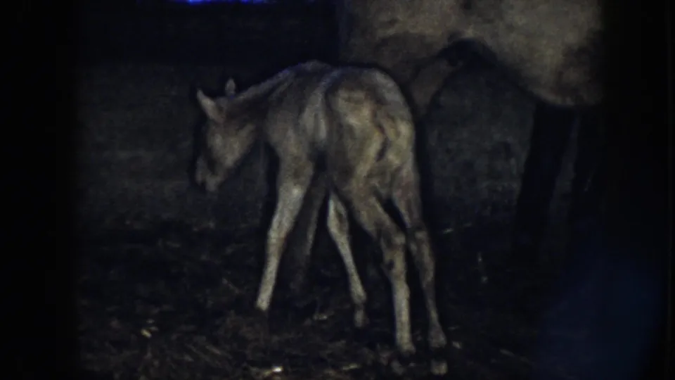 The foal turns its body near the mare in the dim 1958 Nebraska barn scene, showing unsteady legs and a soft, grainy 8mm texture.