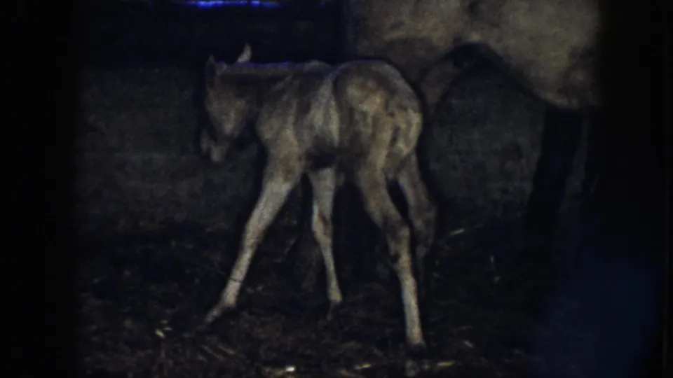 The pale newborn foal takes a tentative step near its mother in the low-light barn, captured in grainy 1958 Nebraska 8mm footage.