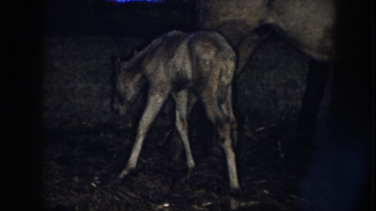 1958 Nebraska 8mm frame showing a light-coated newborn foal wobbling near its mother in a dim barn.