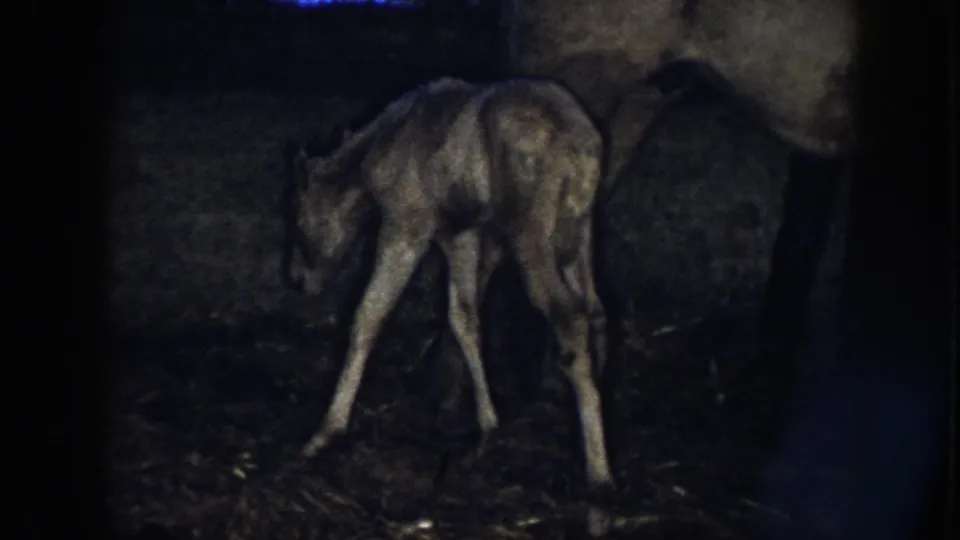 1958 Nebraska 8mm frame showing a light-coated newborn foal wobbling near its mother in a dim barn.