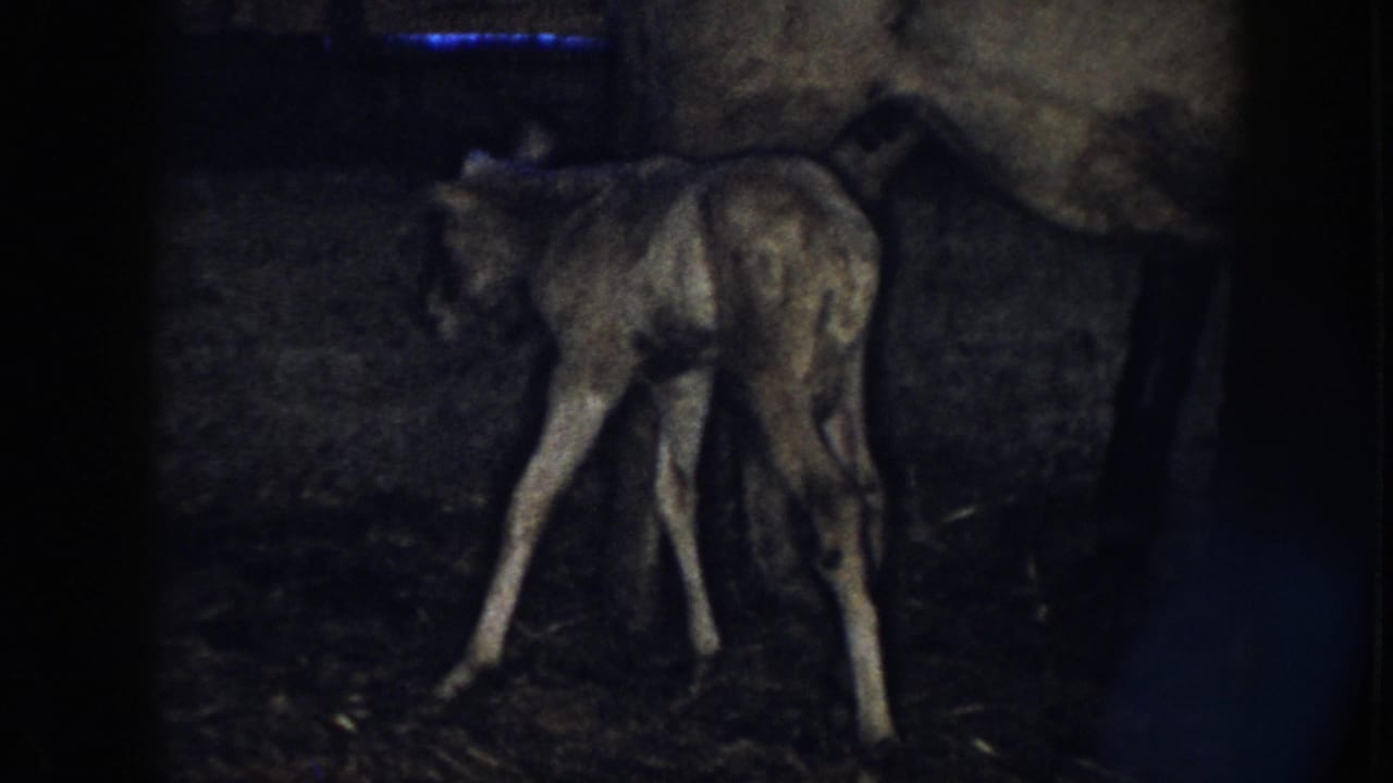 1958 Nebraska home-movie frame of a foal trying to steady itself beside its mother in a shadowed barn.