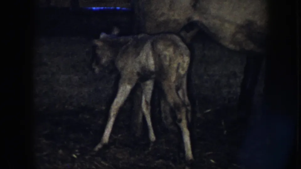 1958 Nebraska home-movie frame of a foal trying to steady itself beside its mother in a shadowed barn.