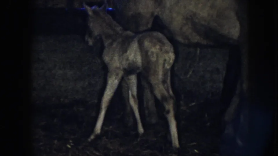 1958 Nebraska 8mm frame showing the newborn foal close to the mare, still unsteady on the barn floor.