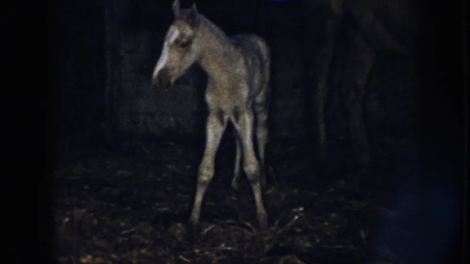 1958 Nebraska frame of a newborn foal facing the camera, its legs crossed as it tries to balance near the mare.