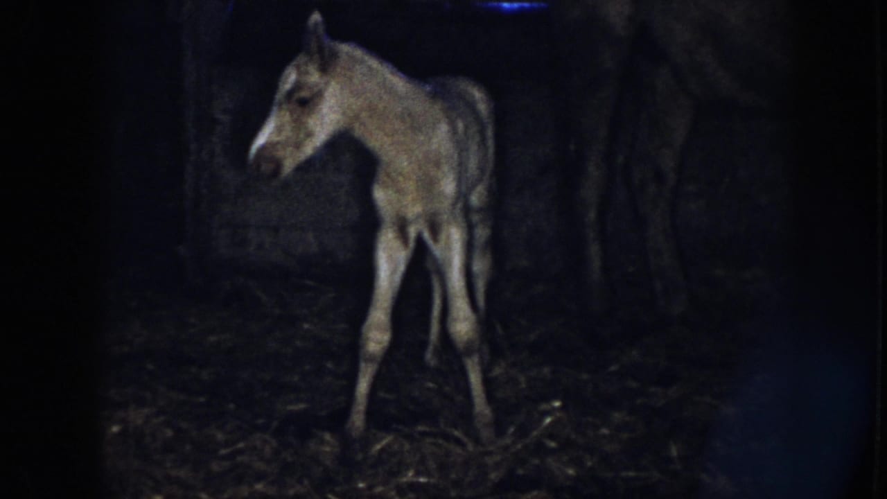 1958 Nebraska 8mm frame of a newborn foal standing unsteadily on straw in a dim stable.
