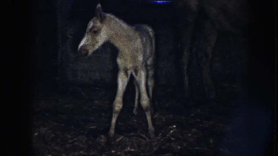 1958 Nebraska 8mm frame of a newborn foal standing unsteadily on straw in a dim stable.