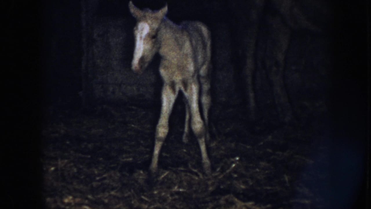 1958 Nebraska home-movie frame showing the foal upright and facing forward in low stable light.