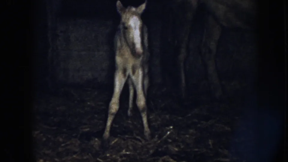 1958 Nebraska 8mm frame of the newborn foal viewed front-on, its thin legs close together in the stable.