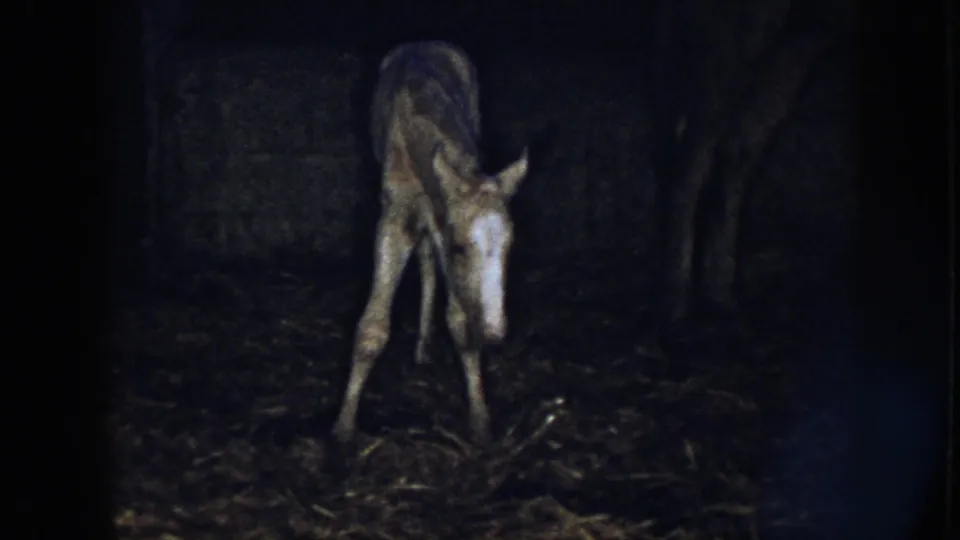 1958 Nebraska home-movie frame of the newborn foal lowering its head toward straw in the dark stable.