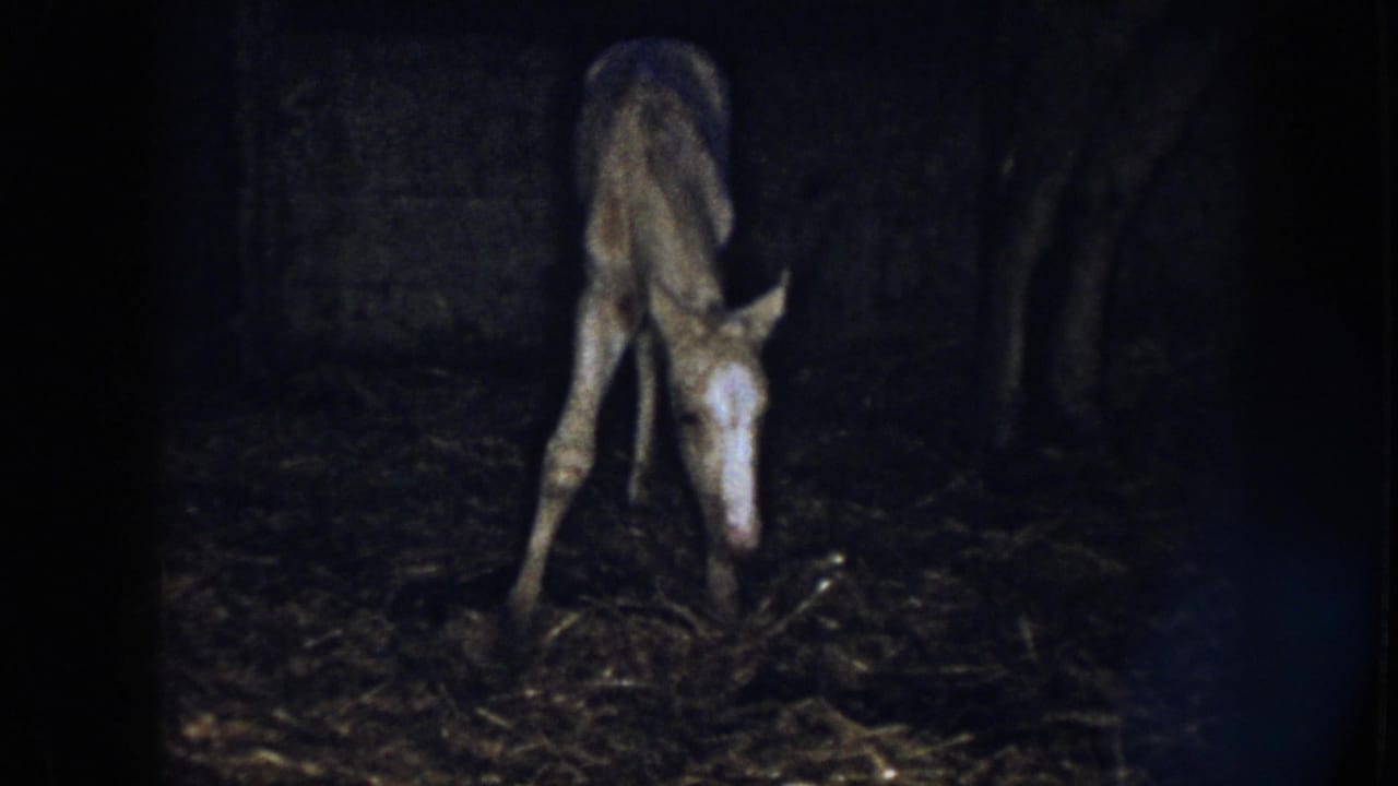 1958 Nebraska 8mm frame of a skinny light-coated foal lowering its head on a hay-strewn muddy stable floor.