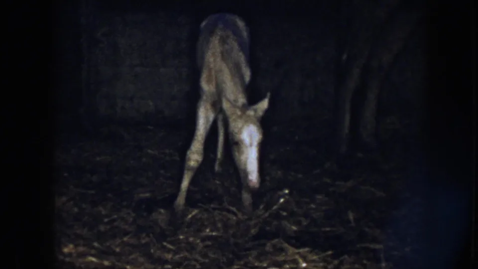 1958 Nebraska 8mm frame of a skinny light-coated foal lowering its head on a hay-strewn muddy stable floor.