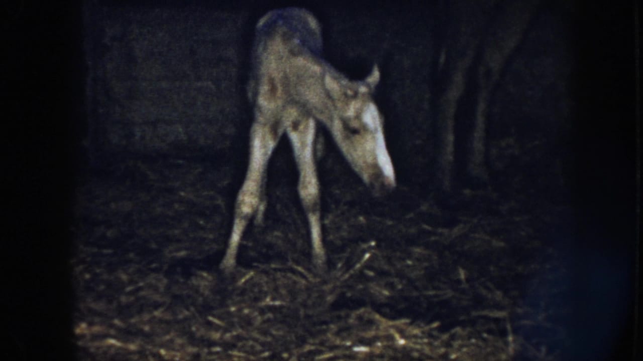 Thin young horse stands in shadow, turning its head to the side inside a stable.