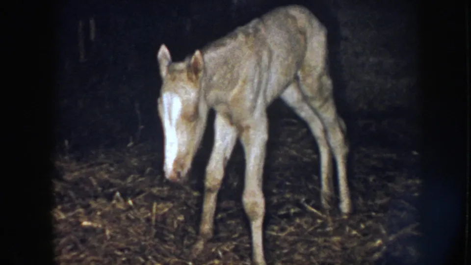 1958 Nebraska 8mm still of a skinny foal with a white facial marking standing sideways in a dim stable.