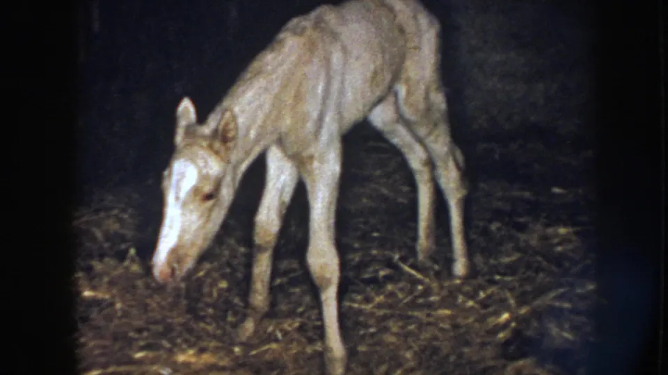 1958 Nebraska frame of a light-coated foal bending down toward hay and mud in a shadowed stable interior.