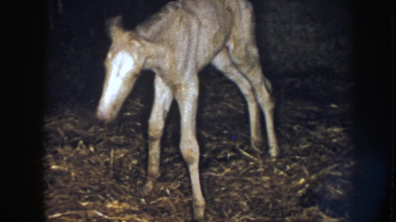 1958 Nebraska 8mm frame showing a pale newborn foal with a white blaze standing on straw inside a dim barn.