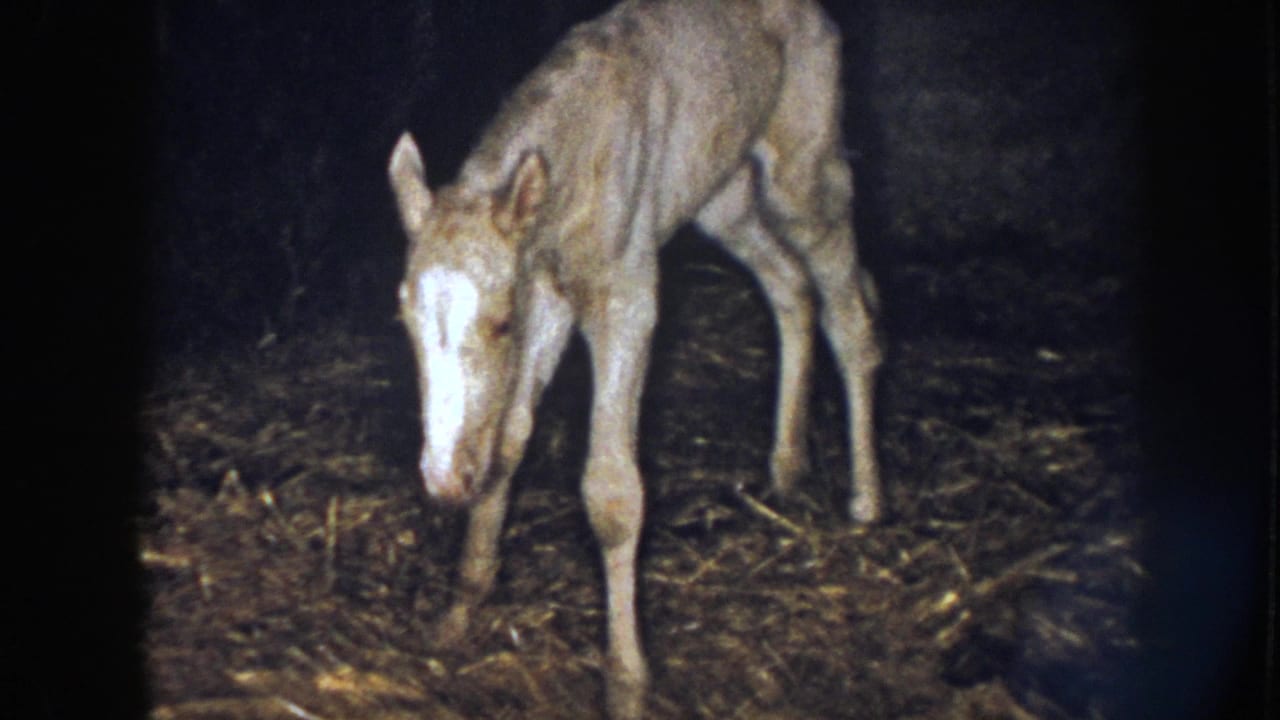 Foal lowers its head toward straw while standing in the barn.