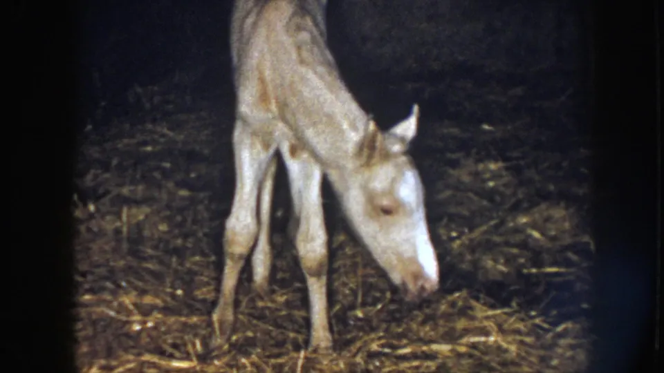 A pale newborn foal in 1958 Nebraska bends toward straw on the barn floor, seen in grainy 8mm home-movie footage.