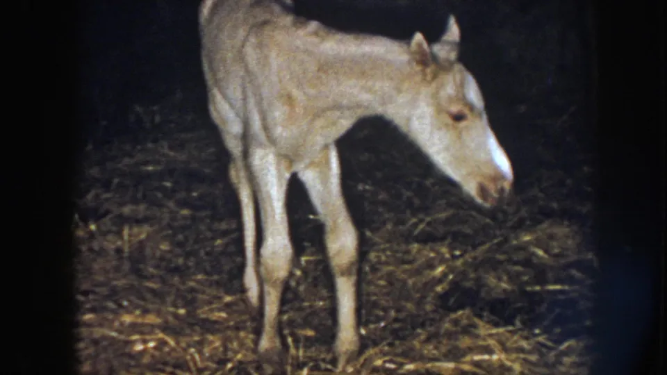 1958 Nebraska 8mm frame showing the newborn foal standing in profile on straw inside a dim barn.