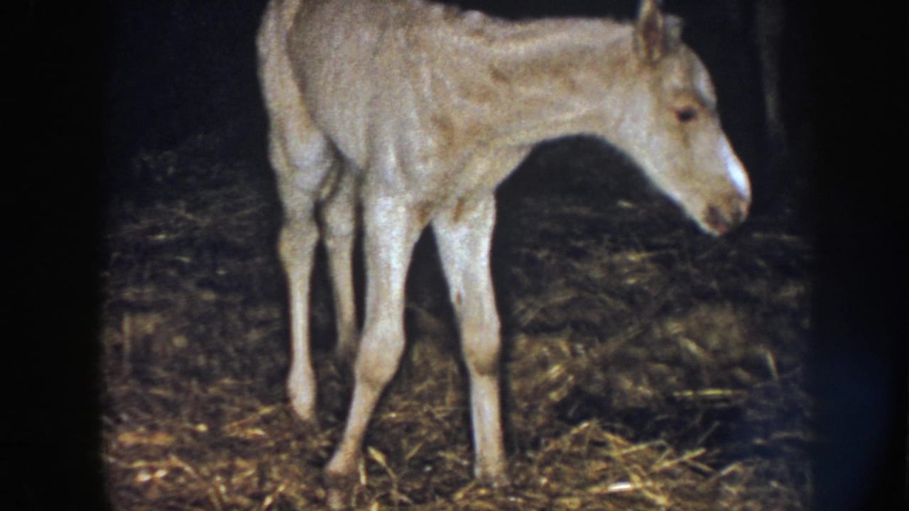 1958 Nebraska home-movie frame of a pale newborn foal standing unsteadily on straw in a dim barn interior.