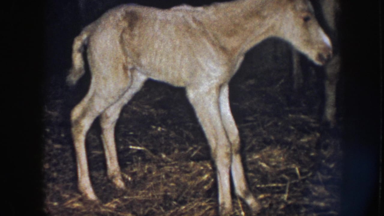 Young foal stepping forward on straw with head lowered.