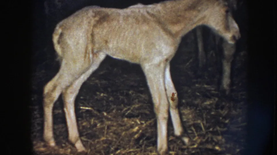 Side view of the pale newborn foal on straw, with part of an adult horse visible at the edge of the barn frame.